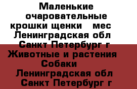 Маленькие очаровательные крошки-щенки 3 мес. - Ленинградская обл., Санкт-Петербург г. Животные и растения » Собаки   . Ленинградская обл.,Санкт-Петербург г.